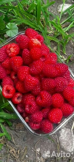 Ремонтантная малина Пани-Вольска, Польская