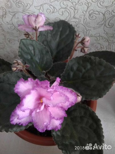 Фиалки, цветы