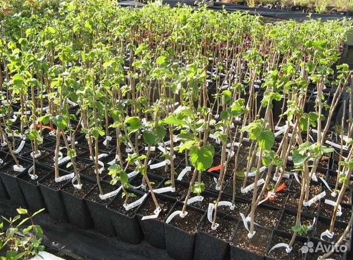 Фундук Садовый ранний