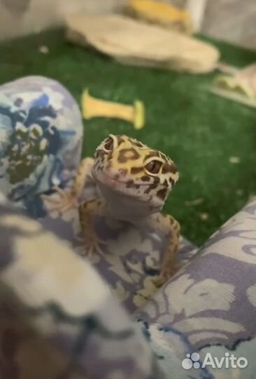 Эублефар самка с террариумом