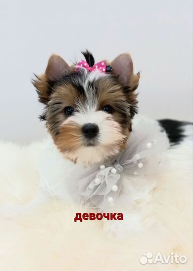 Бивер красивая девочка