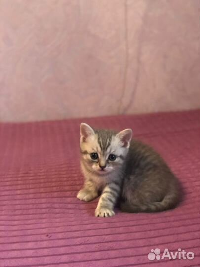 Британские котята