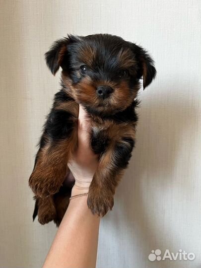 Йоркширский терьер