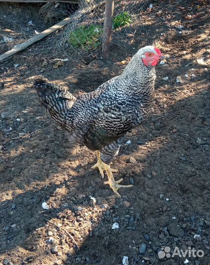 Молодые петухи