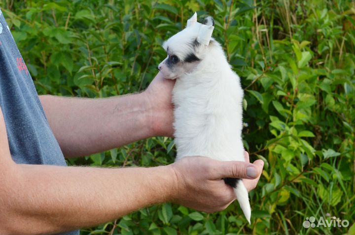 Пуховая девочка-белочка