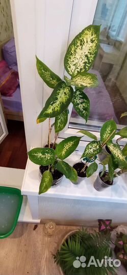 Диффенбахия