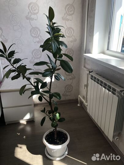 Комнатные домашние растения