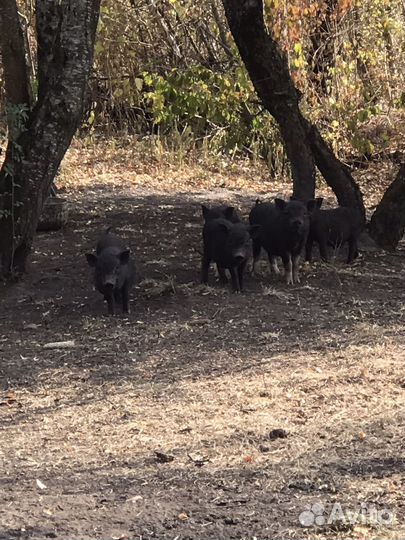 Вьетнамск вислобрюхий поросенок