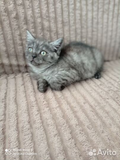 Котята прелестные