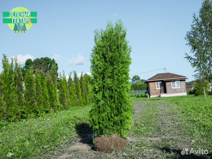 Туи колумна 180 см свежая копка 2023