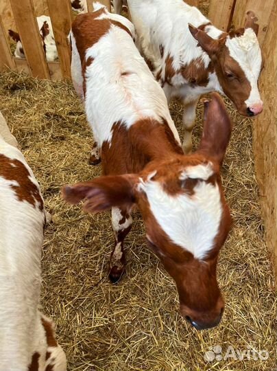 Телята доставка