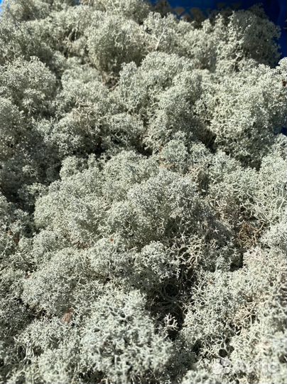 Мох сфагнум живой и сухой