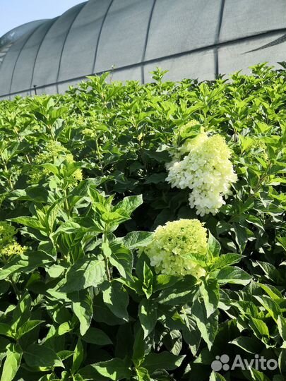 Гортензия 50-70см