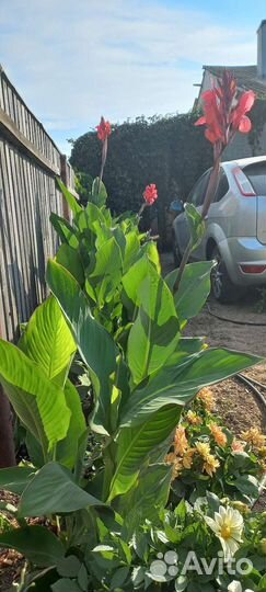 Цветы канны