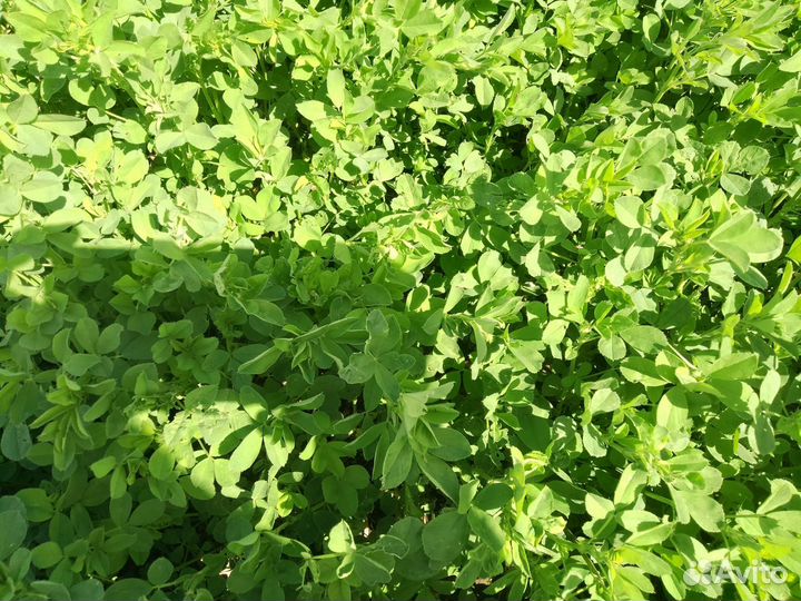 Сено люцерны