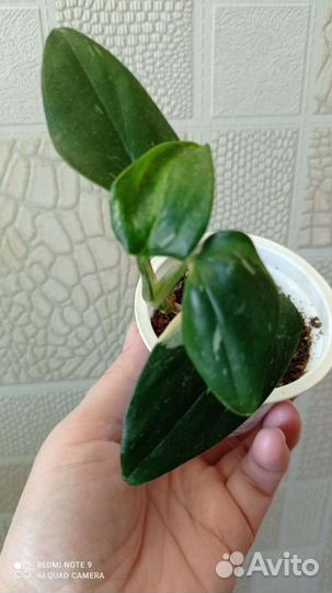 Филодендрон Кобра