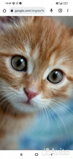 Котята в добрые руки приучены к лотку