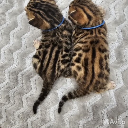 Котята бенгалы девочки и мальчики