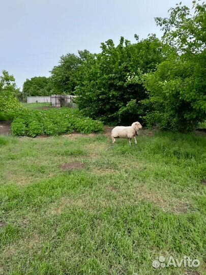 Баран на племя