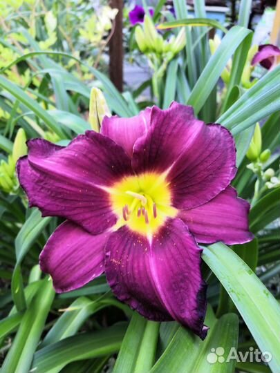 Лилейники сортовые