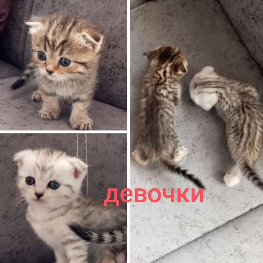 Шотландские котята