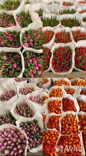 Тюльпаны Московские