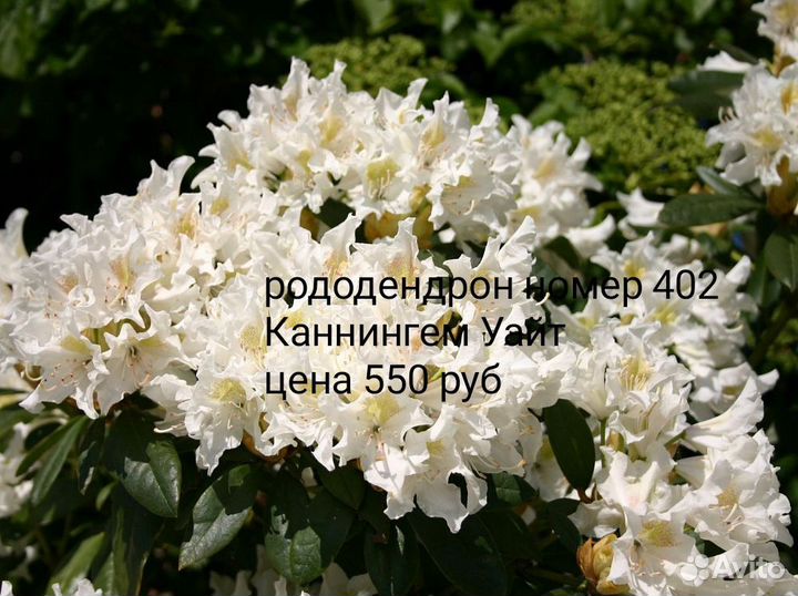 Саженцы рододендрона