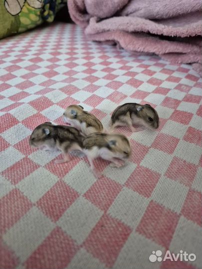 Джунгарский хомяк