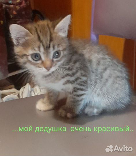 Котятки девочки