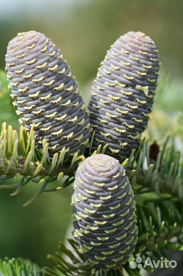 Семена Редких растений Дискус Ель Эгельмани Сербск