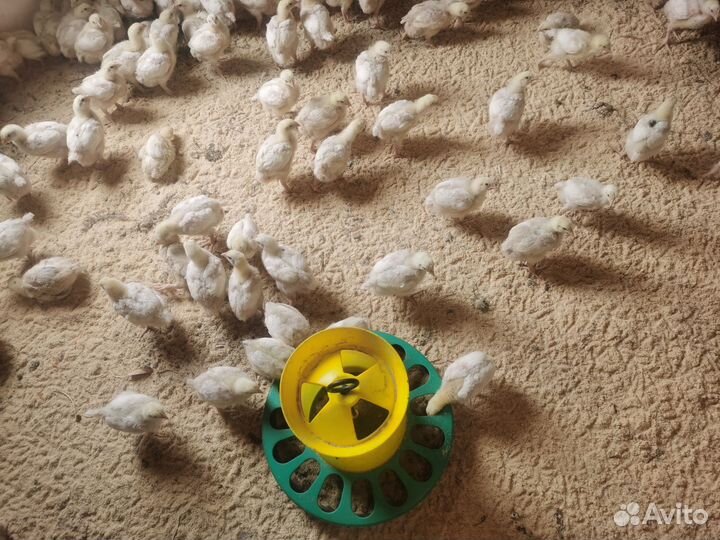 Бройлер в январе