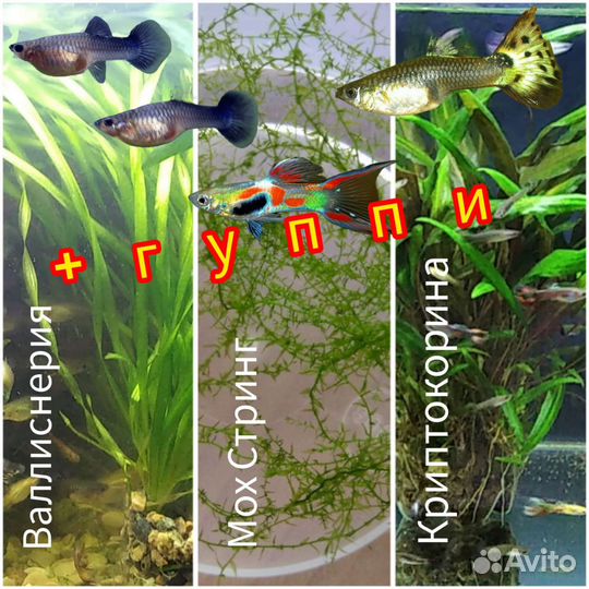 Аквариумные наборы растения гуппи