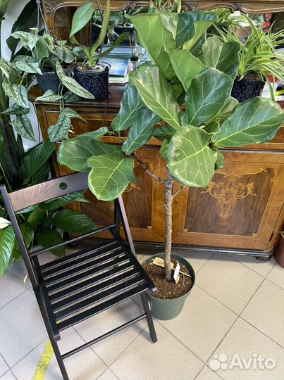 Фикус лирата на стволе