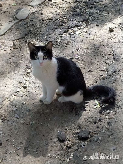 Котосемья из подвала в поисках дома