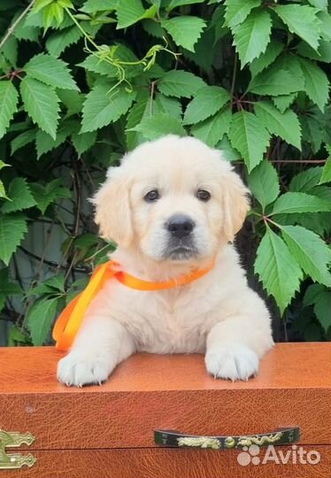 Мальчики Золотистого ретривера