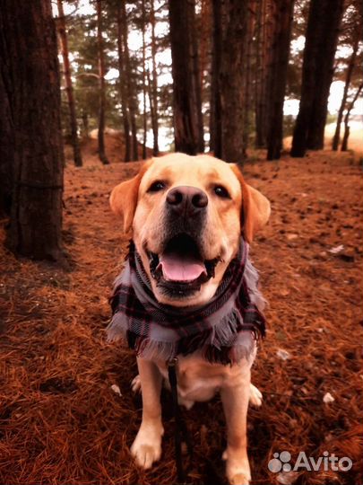 Лабрадор вязка (кобель)