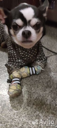 Вязка чухуахуа