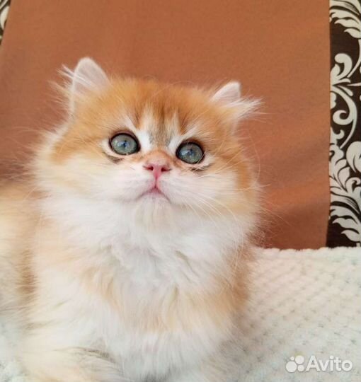 Брит мальчик BLH ny12, Золотая шиншилла