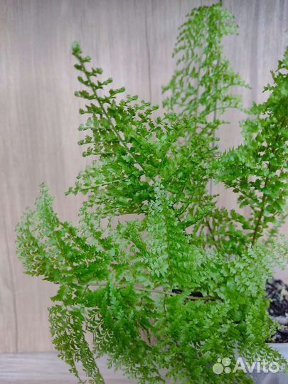 Разные цветы