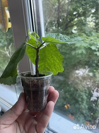 Сортовые гибискусы