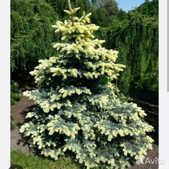 Ель биалобок