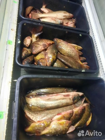 Чехонь, лещ на посол