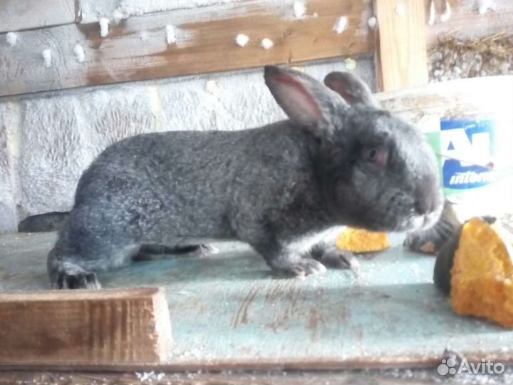 Мясные породы кроликов