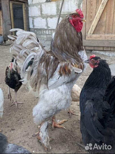 Цесарки, Гуси, Куры и Петухи