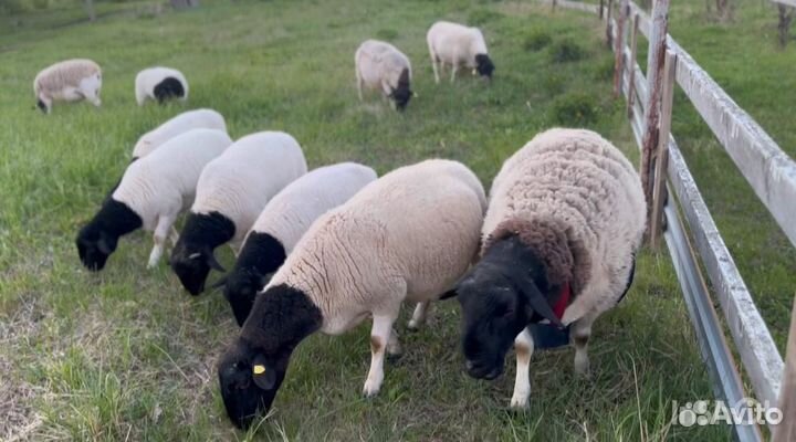 Дорпер Барачик, ярка Кая