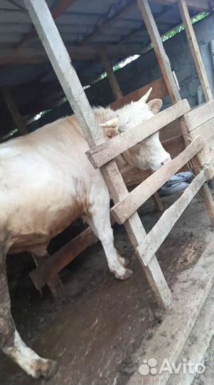 Продаётся два бычка за обоих 300т