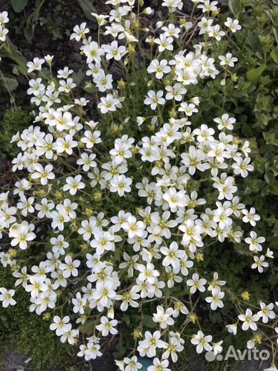 Разные многолетники для вашего сада