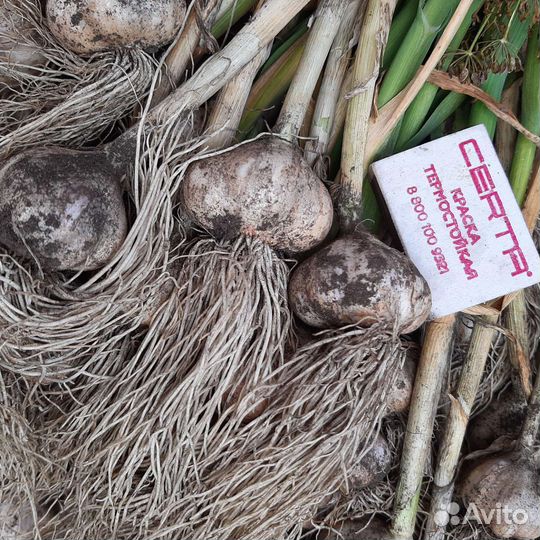 Чеснок яровой, укроп семена