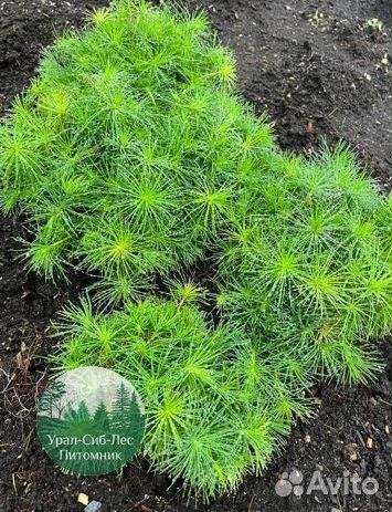 Сеянцы зкс Сосна окс Ель Лиственница Горная