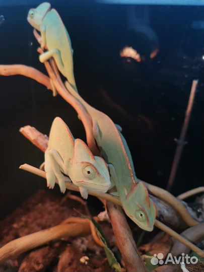 Йеменский хамелеон